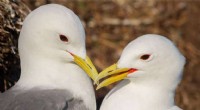 Protecting Seabirds: New Guidelines for Offshore Wind Farm Development