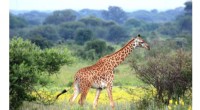 Sickle Bush: Giraffe s Favorite Food & Ecosystem Impact