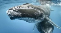UN Treaty Protects Whale Migrations: A New Era for Ocean Conservation