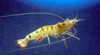 CSIRO Maps Australian Tiger Prawn Genome for Enhanced Farming