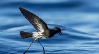 New Caledonian Storm Petrel: A Newly Discovered & Endangered Seabird