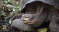 New Galapagos Giant Tortoise Species Identified Through DNA Analysis