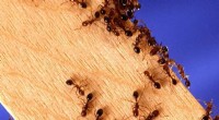 Evolutionary Leap: New Ant Colony Structure Spreads Between Species