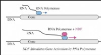 NDF Protein Discovery: Key to Enhanced Gene Expression and Disease Potential