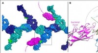 Structural Insights into Human Antibacterial Proteins: Cryo-EM, Crystallography & AI