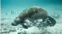 Manatee Crisis: Starvation Continues as Seagrass Decline Persists