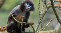New Species Face Higher Extinction Risk: Study