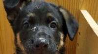 Genetic Cause Identified for Esophageal Disorder in German Shepherds