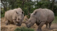 BioRescue Advances in Artificial Rhino Egg Development
