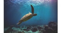 Sea Turtle Populations Surge After 50 Years of Protection