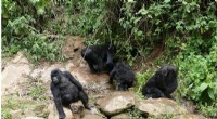 Climate Change Impacts Mountain Gorilla Water Needs