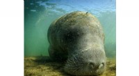 Manatee Diet Shift: Algae Consumption Increases with Seagrass Loss
