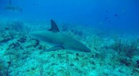 Uncovering Mysteries of Sharks and Rays: Addressing Knowledge Gaps in Research