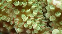 Coral Metamorphosis: Uncovering the Genetic Mechanisms of Reef Building