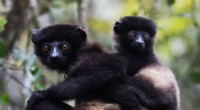Human Hair Evolution: New Research on Early Primate Development