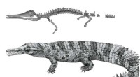 Bronze Age Gharial Fossil Sheds Light on Crocodilian Evolution