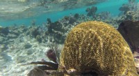 Caribbean Coral Reefs: 150 Years of Warming and Ecosystem Disruption