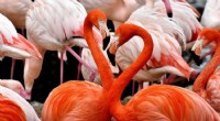 Lithium Mining & Climate Change Threaten Flamingo Populations in Andes