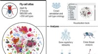 Complete Fruit Fly Cell Atlas Reveals 250+ Cell Types