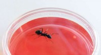 Ants: A Novel Approach to Early Cancer Detection