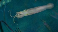 Biden Octopus Fossil: 325-Million-Year-Old Cephalopod Discovery