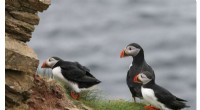 Climate Change & Seabird Conservation: Bridging the Knowledge Gap