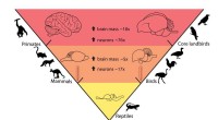 Brain Evolution: Neuron Count Increase in Mammals & Birds