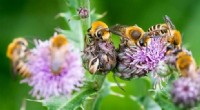 Unexpected Benefits of Weeds: Boosting Pollinators & Biodiversity