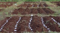 Banana Paper Protects Potatoes from Nematode Pests, Boosting Yields