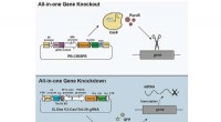 Advanced Gene Delivery for Studying Disease Mechanisms