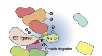 Novel Protein Degradation Analysis for Drug Discovery