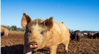 Iowa Pig Disease Investigation: Veterinarians Track Actinobacillus Pleuropneumoniae
