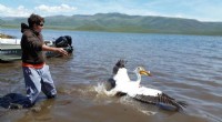 Pelican Diet at Strawberry Reservoir: Primarily Native Fish