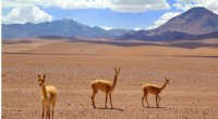Vicuña Decline: Unraveling the Cascade Effect in the Andes