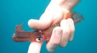 Rare Squid Sighting: Researchers Track Unexpected Range Expansion