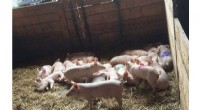 Machine Learning Decodes Pig Emotions: A New Understanding of Animal Welfare