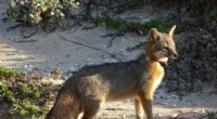 Island Fox Diet: Beach Foraging Plays a Larger Role Than Previously Thought