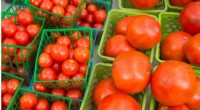 Scientists Uncover Genetic Basis for Enhanced Tomato Flavor