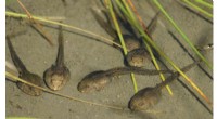 Microbes Key to Tadpole Heat Tolerance in a Warming World | Pitt Biology