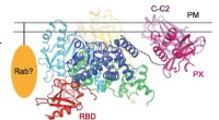 Novel PI3K Lipid Kinase Structure Reveals Potential Antithrombotic Drug Target