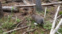 Camera Traps Revolutionize Snowshoe Hare Population Studies