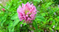Effective Fungicide Combination Protects Red Clover from Major Diseases