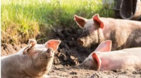 PRRSV Transmission: The Unexpected Role of Vehicles in Pig Farms