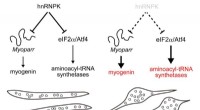 hnRNPK Inhibits Skeletal Muscle Cell Differentiation: A Novel Study