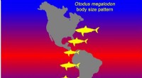 Megalodon Growth Linked to Cooler Waters: New Research