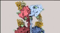 Nipah & Hendra Virus: glycoprotein structure unlocks new therapeutic targets