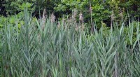 Understanding the Spread of Invasive Common Reed (Phragmites)