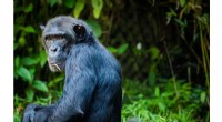 Chimpanzee Morality: Do Chimpanzees Judge Wrongdoing Based on Intent?