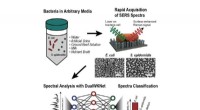 Rapid Bacterial Identification with AI: A Deep Learning Approach