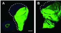 Importin-7: Key Protein Regulating Organ Growth & Development